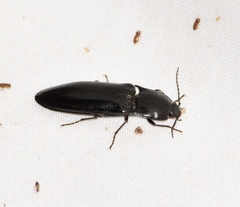 Melanactes