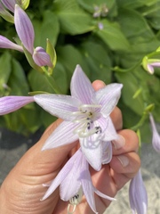 Hosta plantaginea