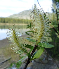 Salix pseudomyrsinites
