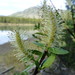 Salix myrsinites pseudomyrsinites - Photo (c) jozien, some rights reserved (CC BY-NC), uploaded by jozien