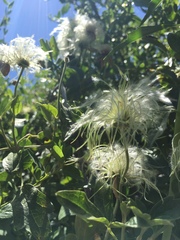Clematis lasiantha