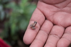 Allobates insperatus