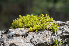 Sedum retusum