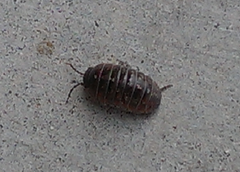 Armadillidium vulgare