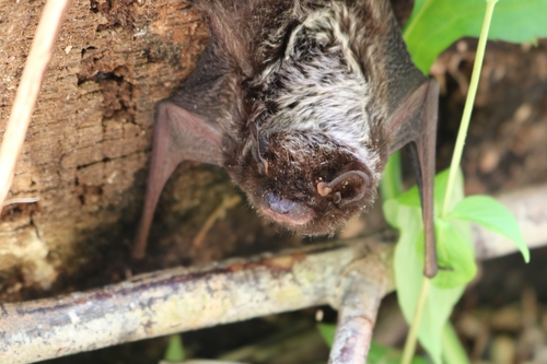 Silver-haired Bat photographed in South Carolina