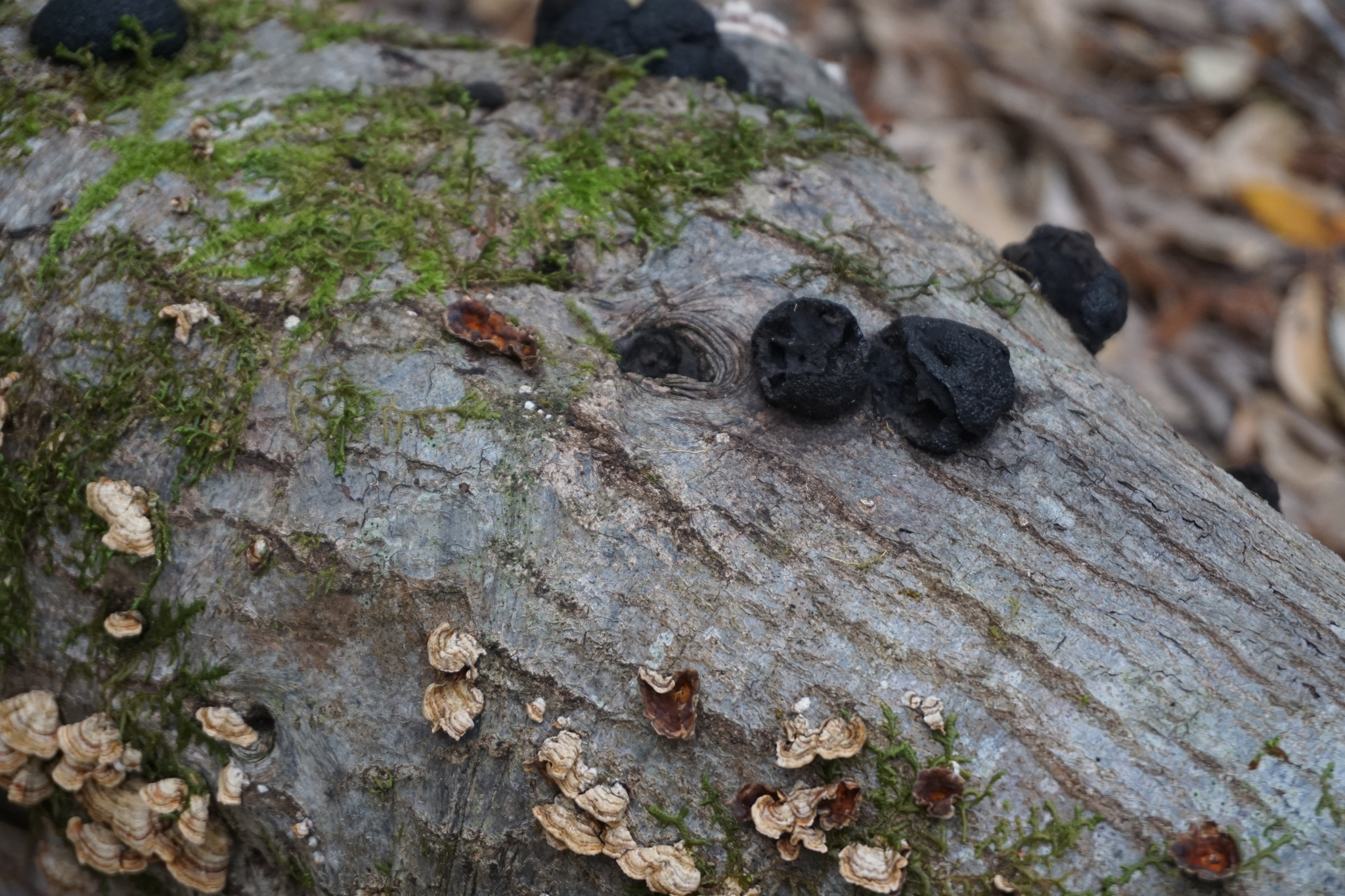 Annulohypoxylon image
