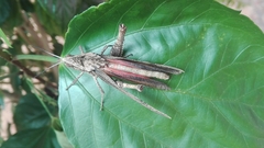 Romaleidae