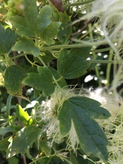 Clematis lasiantha