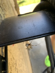 Latrodectus geometricus