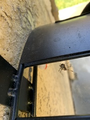 Latrodectus geometricus