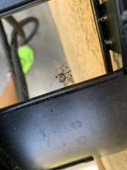 Latrodectus geometricus