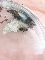 Rhyparochromus vulgaris