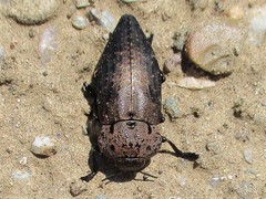 Capnodis