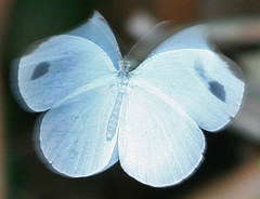 Leptosia alcesta inalcesta