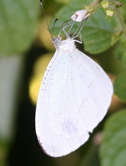 Leptosia alcesta inalcesta