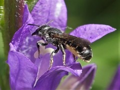 Chelostoma rapunculi