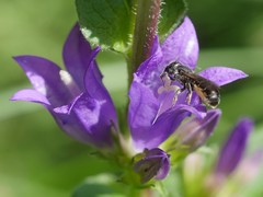 Chelostoma rapunculi