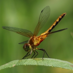 Arrenurus