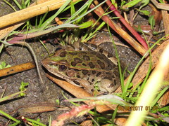 Lithobates neovolcanicus