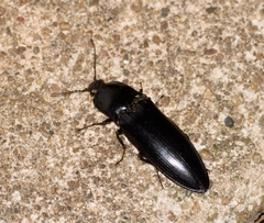 Melanactes