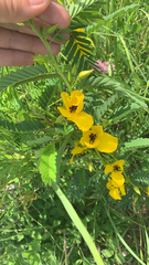Chamaecrista fasciculata