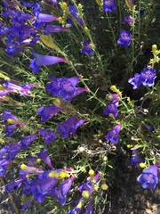 Penstemon heterophyllus australis