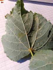 Eucallipterus tiliae