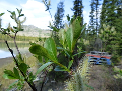 Salix pseudomyrsinites