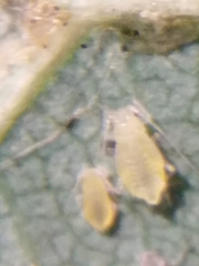 Eucallipterus tiliae