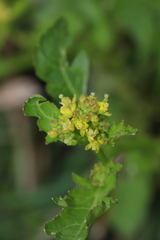 Rorippa palustris palustris