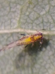 Eucallipterus tiliae
