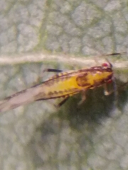 Eucallipterus tiliae