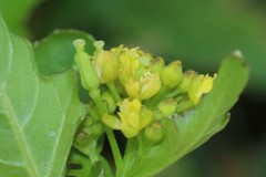 Rorippa palustris palustris