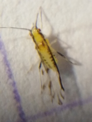 Eucallipterus tiliae