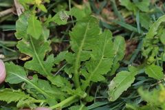 Rorippa palustris palustris