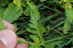 Rorippa palustris palustris