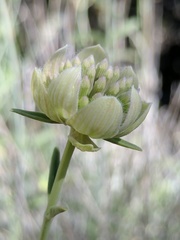 Monardella linoides