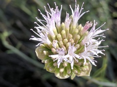Monardella linoides