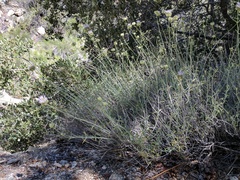 Monardella linoides