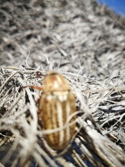 Anoxia australis