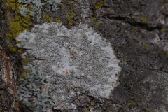 Pertusaria paratuberculifera
