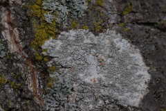 Pertusaria paratuberculifera