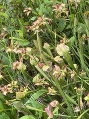 Sarracenia jonesii