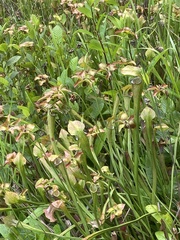 Sarracenia jonesii