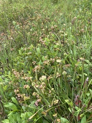 Sarracenia jonesii