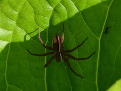 Dolomedes striatus