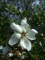 Lindleya mespiloides