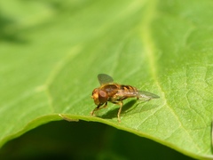 Parhelophilus obsoletus