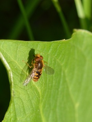 Parhelophilus obsoletus