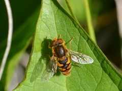 Parhelophilus obsoletus